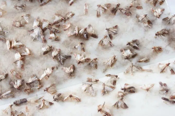 clothes-moths-odor-free-two-traps-