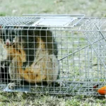 How To Get Rid of Possums In Roof