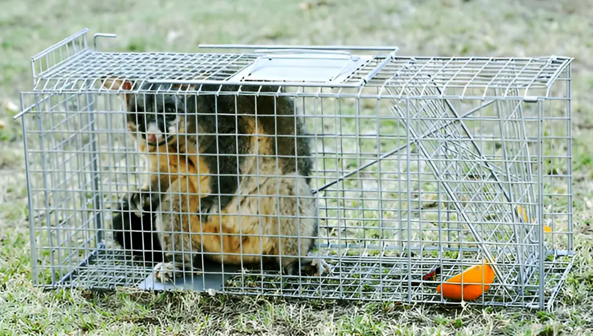 How To Get Rid of Possums In Roof