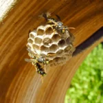 What is the Wasps Nest Removal Cost