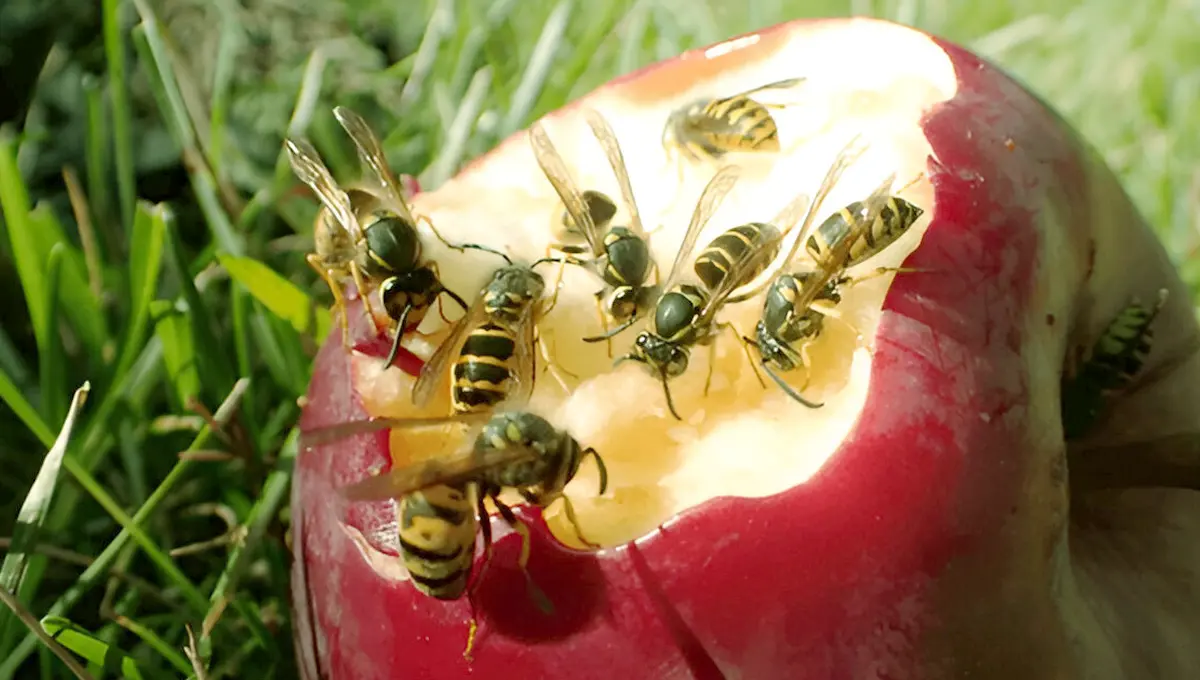 What attracts wasps