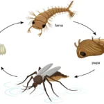 How Long Do Mosquitoes Live Life Cycle of Mosquito
