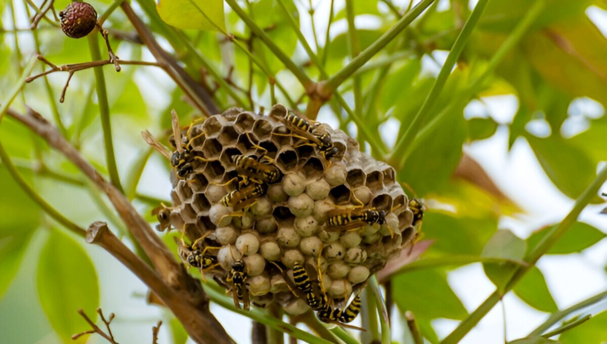 How do Wasps Build Nests