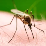 How to Get Rid of Mosquitoes Bites