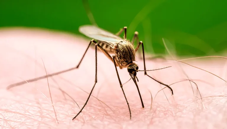 How to Get Rid of Mosquitoes Bites