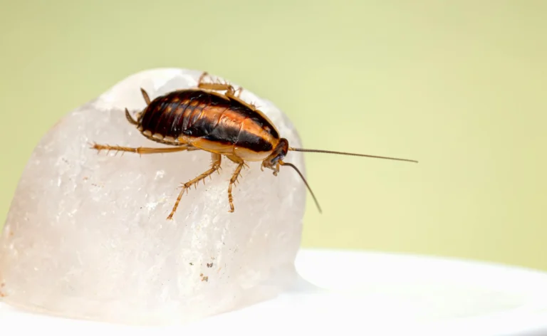 cockroach