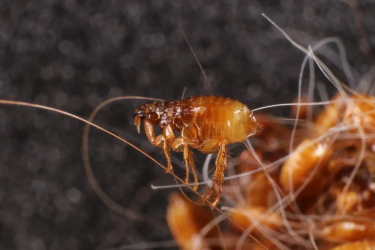 A magnified view of a flea on pet hair, commonly targeted in professional flea control services