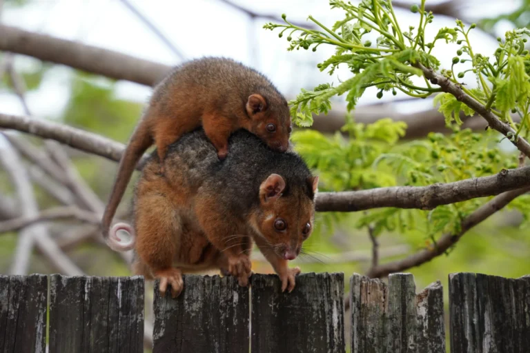 Possums spotted on a residential fence, highlighting the need for professional possum control services