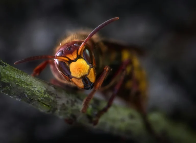A sharp macro shot of a wasp, used to illustrate the importance of timely wasp control services.