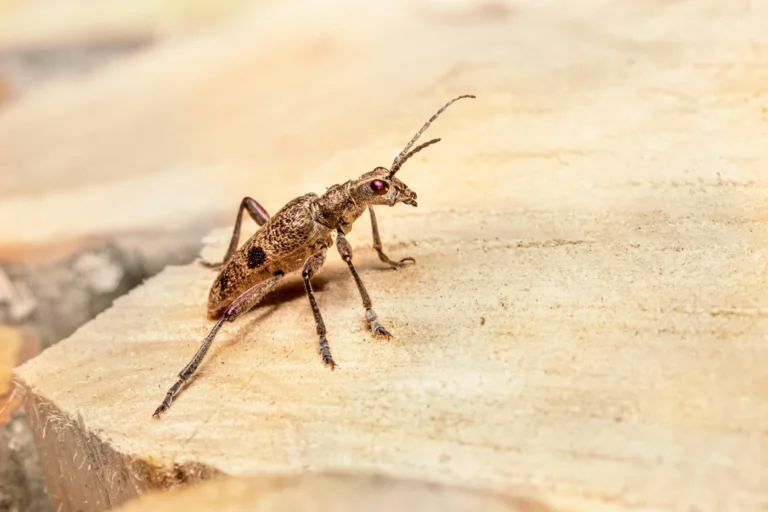 Destructive insect demonstrating need for wood borer control services