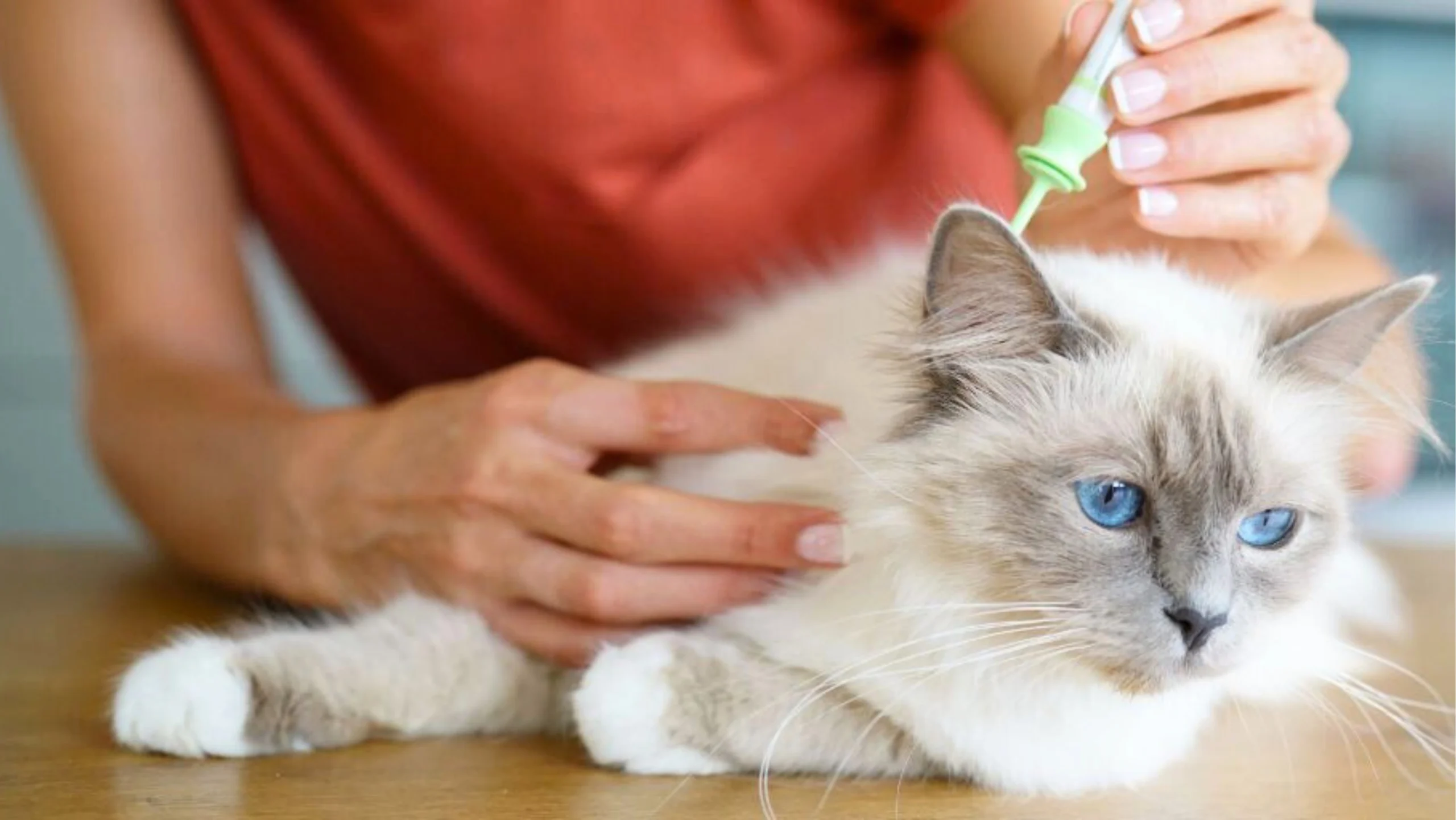 Commercial Pest Control Expert