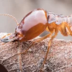 Close-up of a termite eating wood, showing What Do Termites Eat in natural environments.