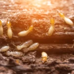 Close-up of termites damaging wood, showing why it’s important to learn how to get rid of termites effectively.