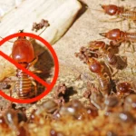 Close-up of termites on wood with a red no-entry sign, illustrating how to tell if you have termites in your home.