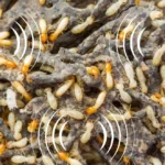 Close-up image of termites on decaying wood with sound wave graphics, illustrating the concept of what do termites sound like.
