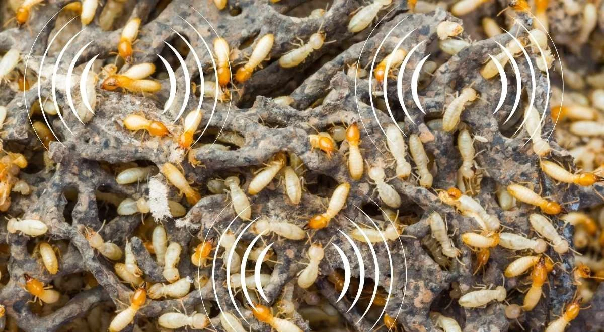 Close-up image of termites on decaying wood with sound wave graphics, illustrating the concept of what do termites sound like.