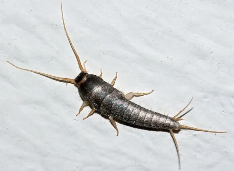 A common household silverfish pest targeted by expert silverfish control services.