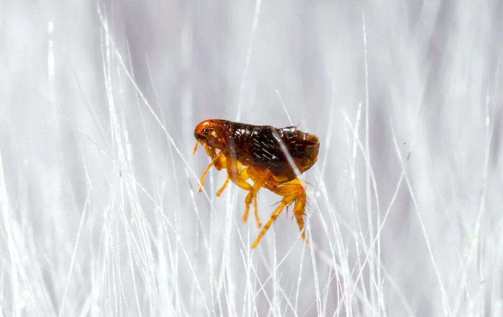 Close-up of a flea in yard demonstrating the pest that requires knowing how to get rid of fleas in yard effectively