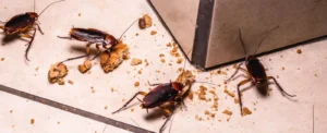 Cockroaches on kitchen floor with food crumbs showing signs of pest infestation