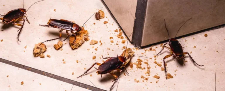 Cockroaches on kitchen floor with food crumbs showing signs of pest infestation