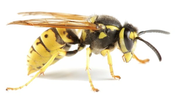Yellow Wasp