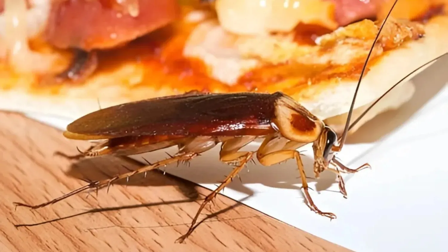 Commercial Pest Control Expert