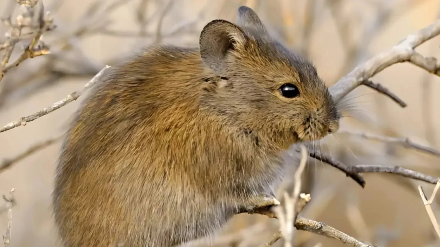 Commercial Pest Control Expert