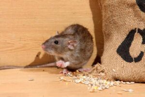A-brown-rat-inside-a-wooden-enclosure-near-a-burlap-sack-spilling-grains-showing-signs-of-a-rodent-infestation-in-a-house-1024x682 (1)