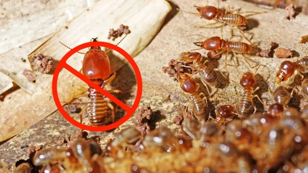 Close-up of termites on wood with a red no-entry sign, illustrating how to tell if you have termites in your home.