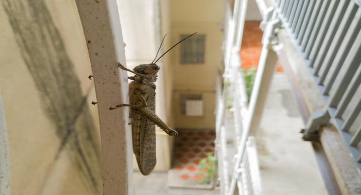 Signs You Have a Termite Infestation in Your Melbourne Home
