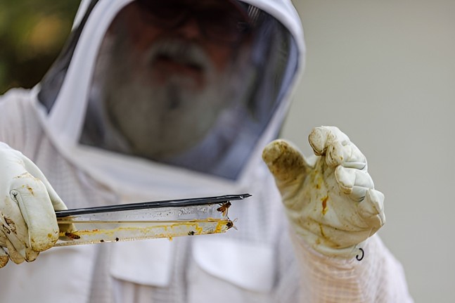 What Happens During a Professional Pest Inspection?