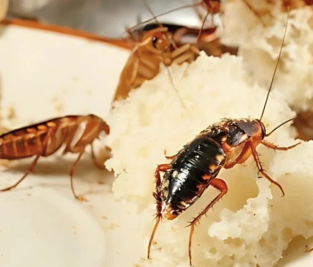 Multiple cockroaches on food crumbs found during a routine cockroach inspection.