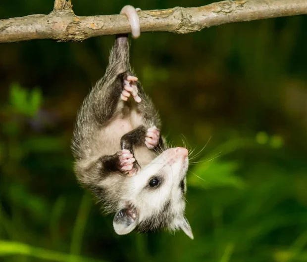 Young possum hanging from tree branch requiring professional possum infestation removal services