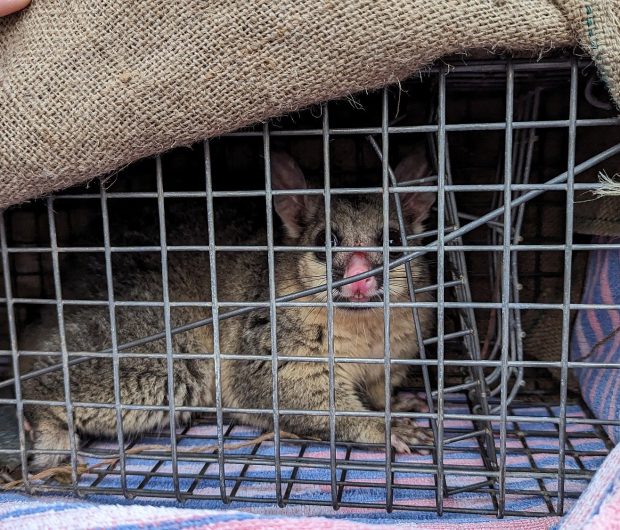 Possum Removal In Melbourne ​