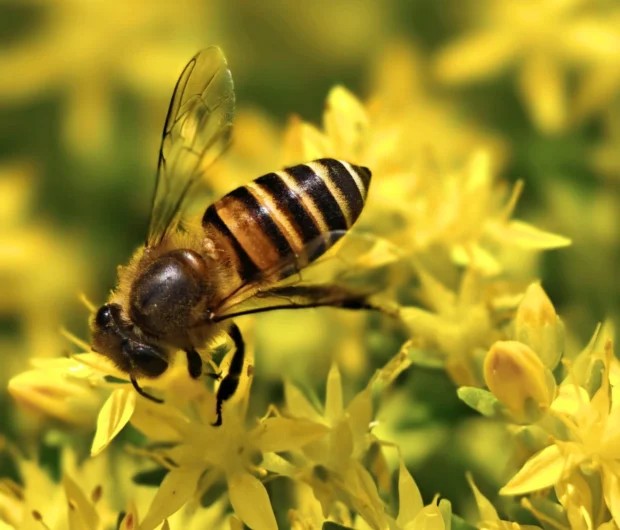 Bee on yellow blossoms a common sight before needing emergency bee removal services in Melbourne.