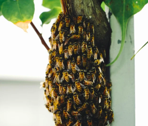 Hands holding a bee-filled honeycomb frame for bee inspection in Melbourne.