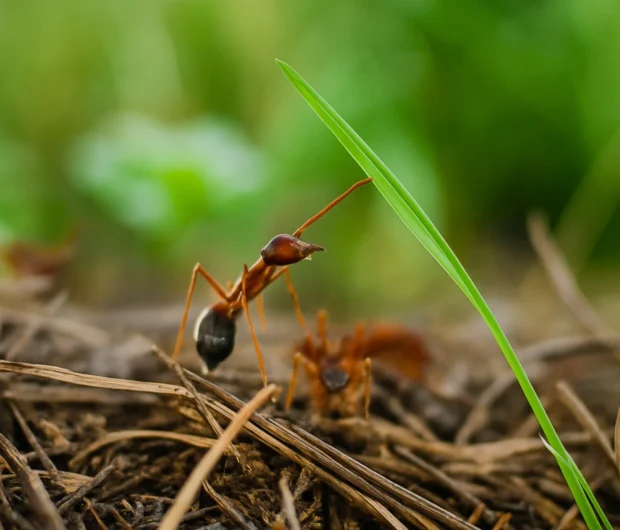 Red ant found during ant inspection services in Melbourne backyard exploring grass blade