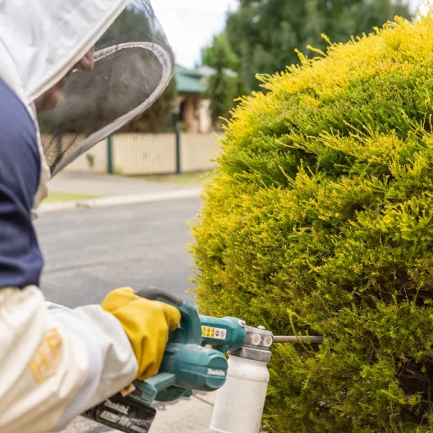 Professional pest control technician treating pest infestation with specialized equipment